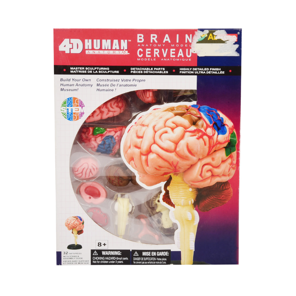 626008 4D HUMAN BRAIN ANATOMY D