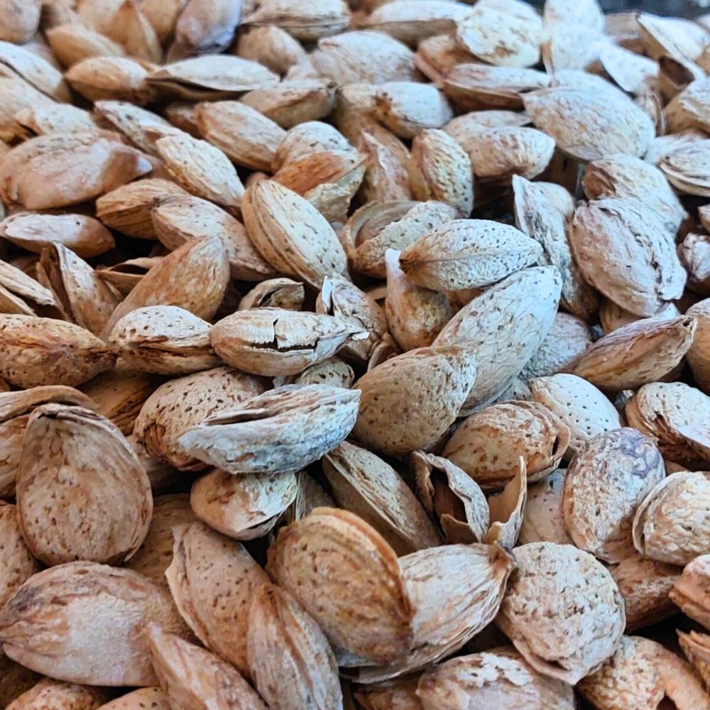 ALMOND QUETTA WITH SHELL LOOSE