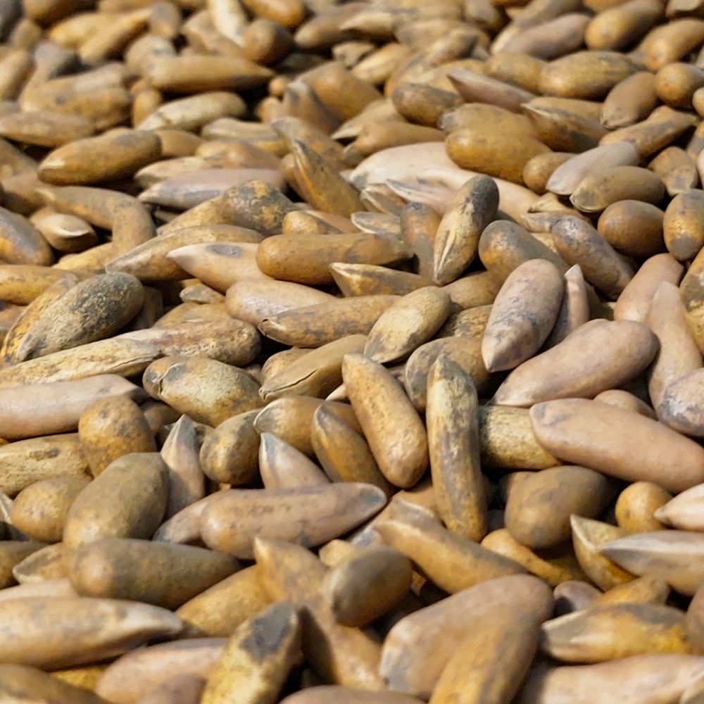 PINE NUT EXCELLENCE LOOSE