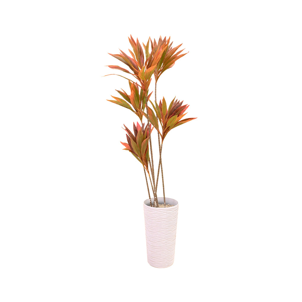 PLANT WITH PLANTER WG011