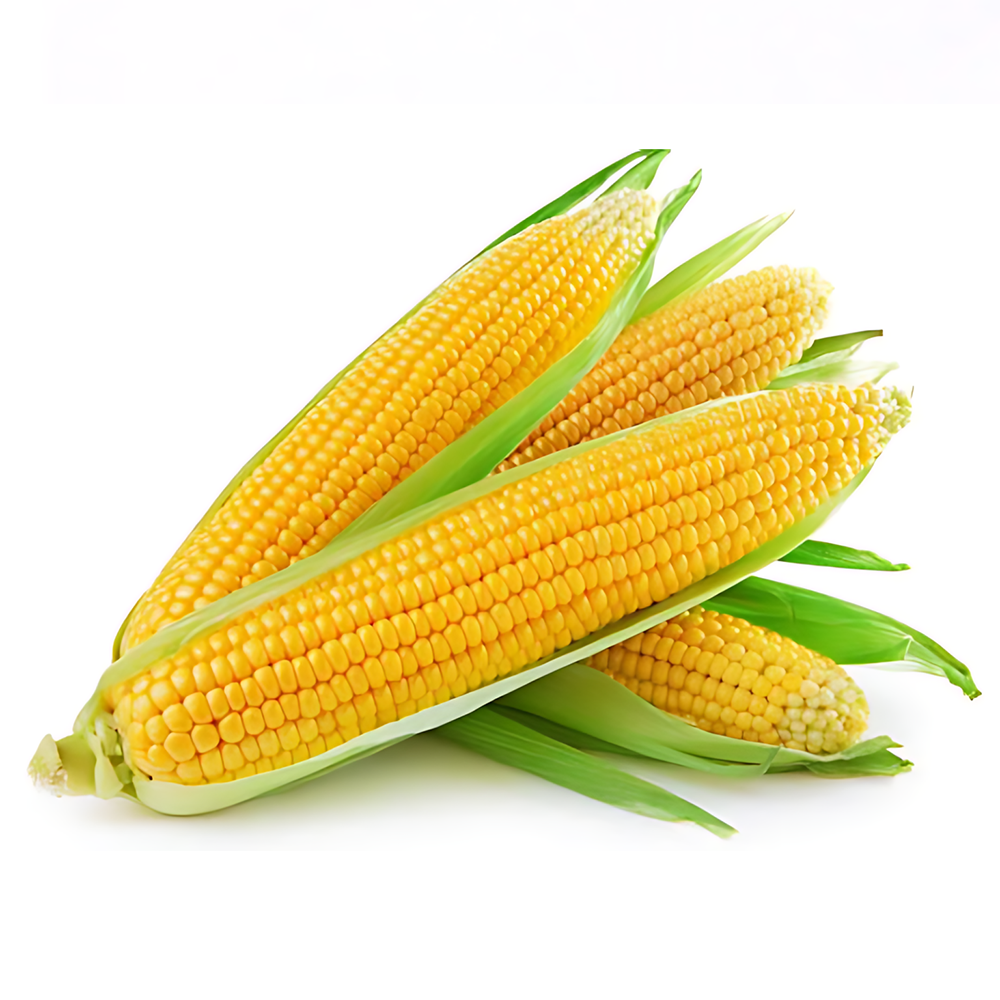 FRESH CORN (1 KG TO 250 GM)