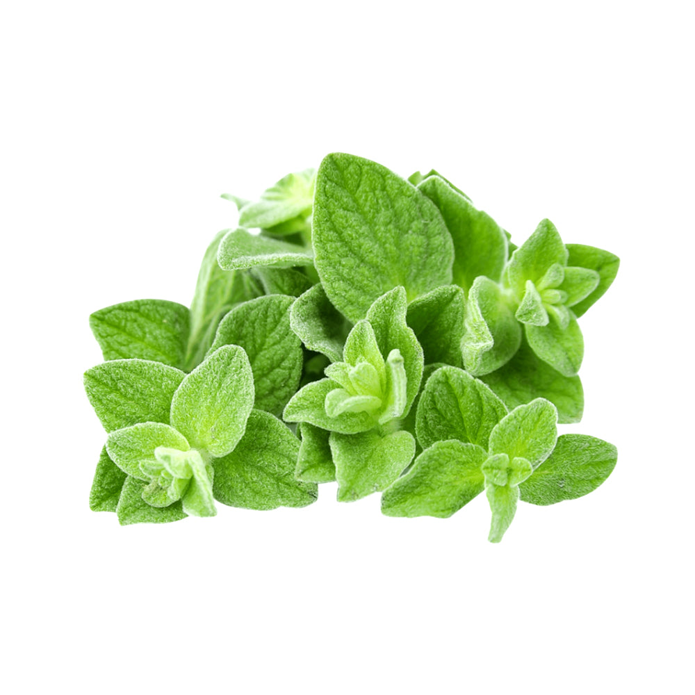 ZEEZ GARDEN OREGANO.