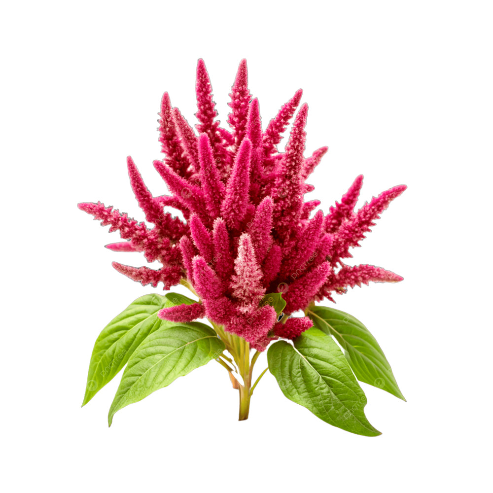 ZEEZ GARDEN AMARANTH.