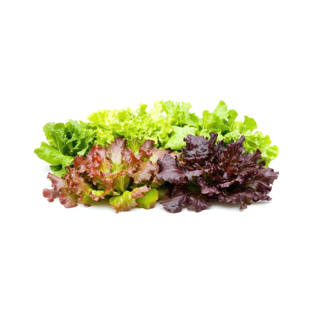 ZEEZ GARDEN LETTUCE MIX.
