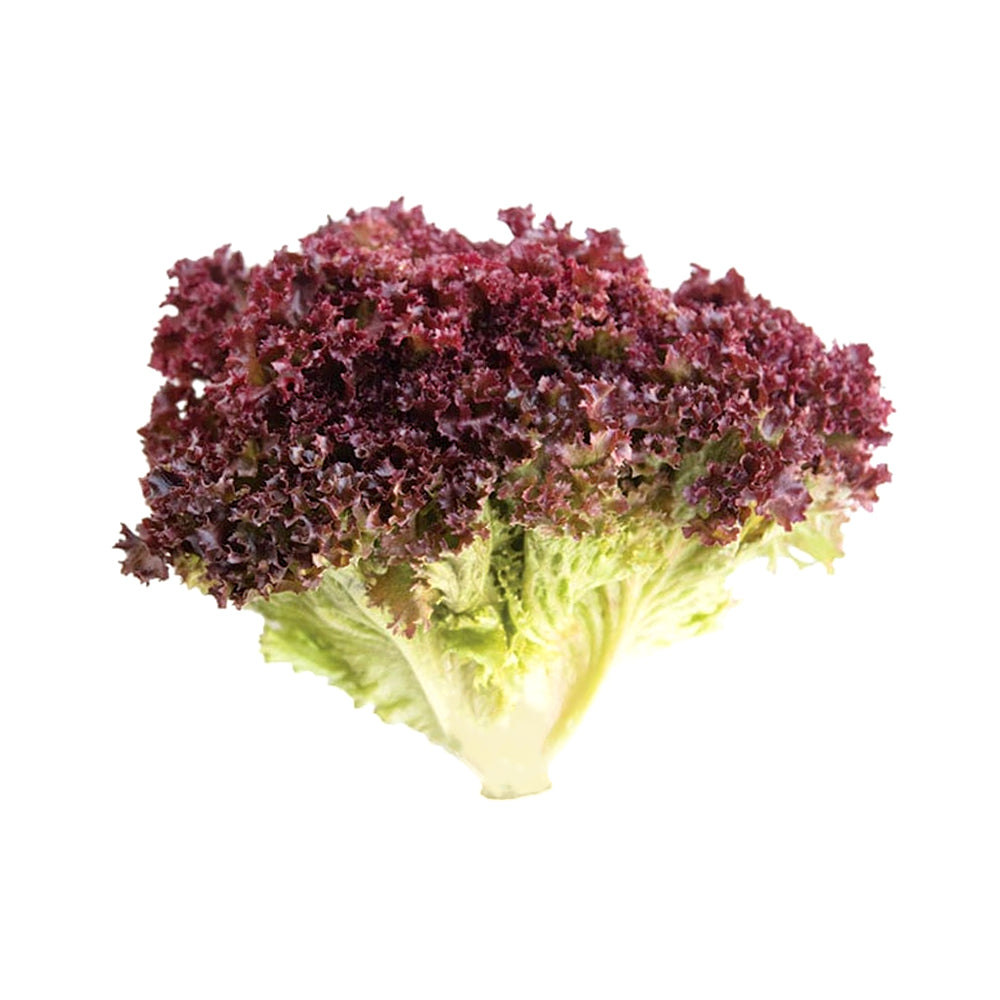 ZEEZ GARDEN LOLLO ROSSO LETTUCE.