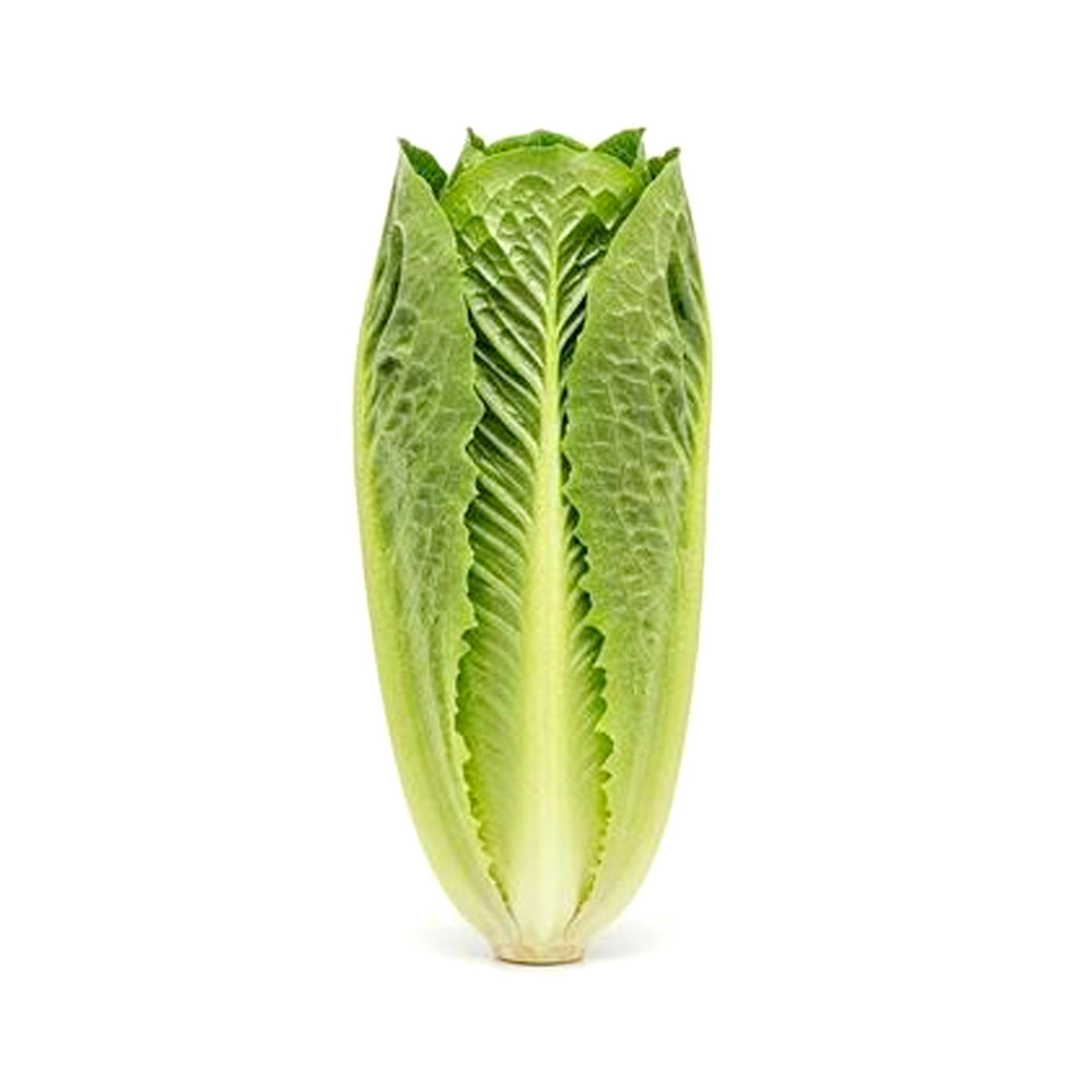 ZEEZ GARDEN ROMAINE.