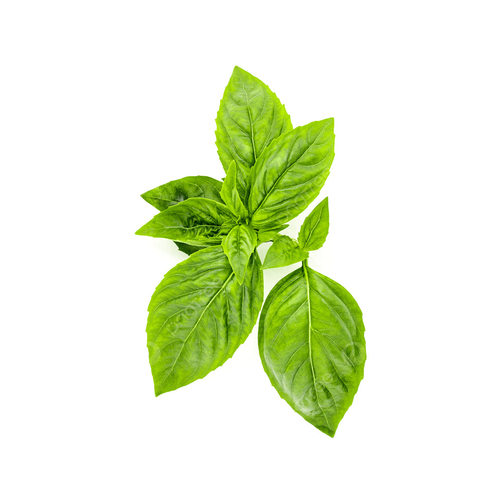 ZEEZ GARDEN ITALIAN BASIL.
