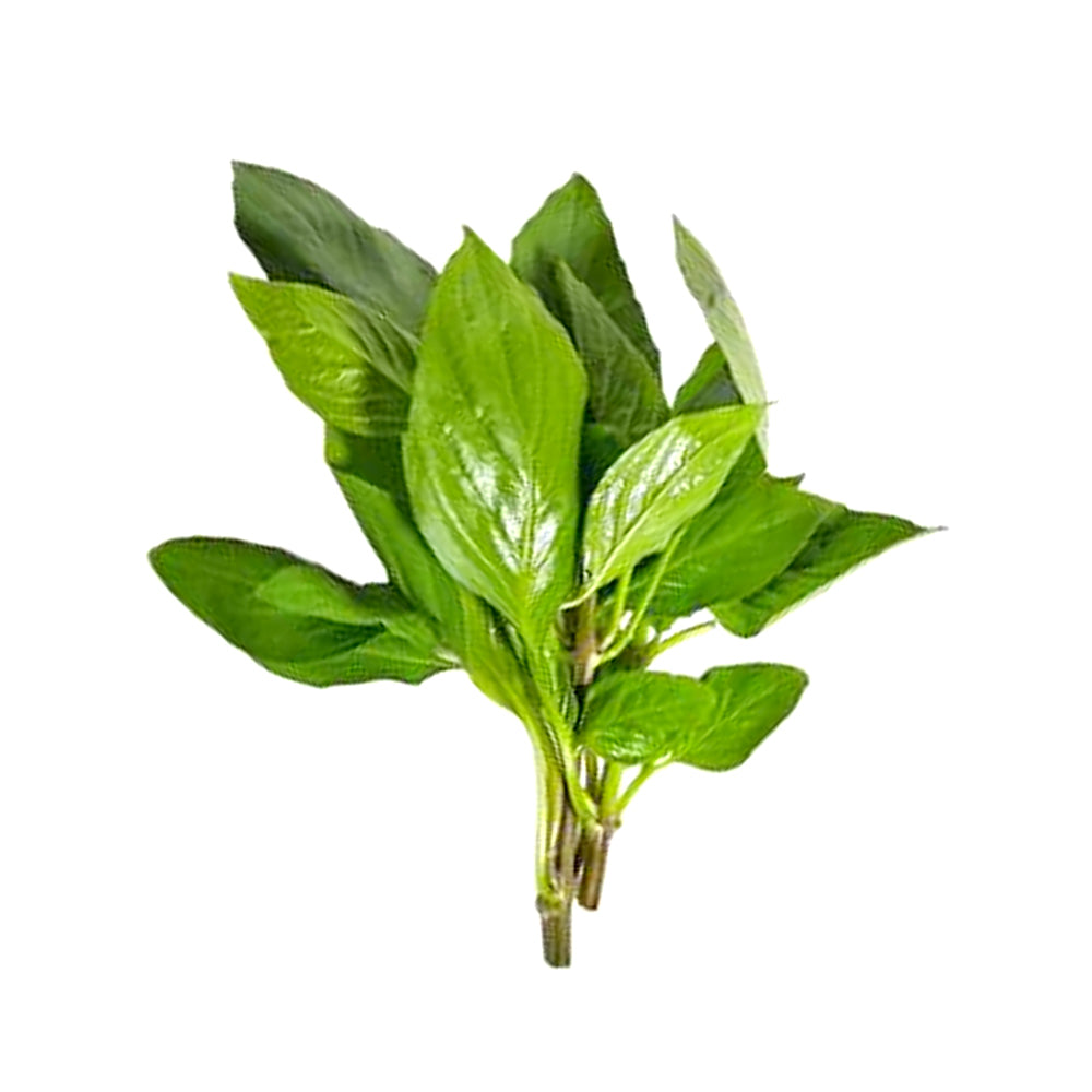 ZEEZ GARDEN THAI BASIL.
