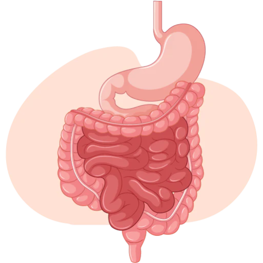 Constipation &  Digestion
