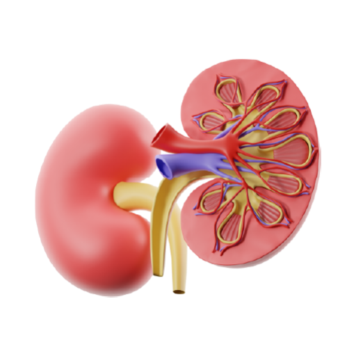 Kidney - Urine