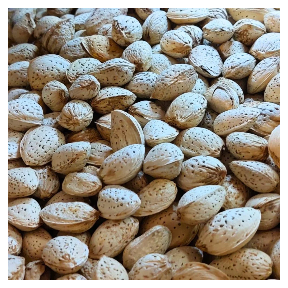 ALMOND ABDUL WAHDI WO SHELL LOOSE