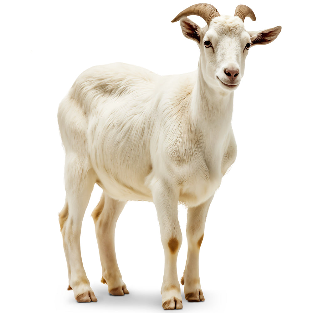 QURBANI GOAT 12-14 KG