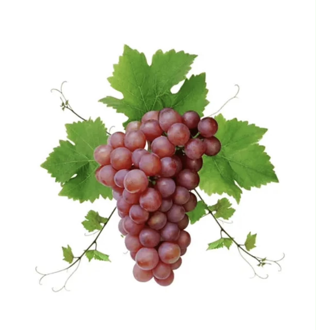 TOFI GRAPES(Angoor)(1 KG TO 250 GM)